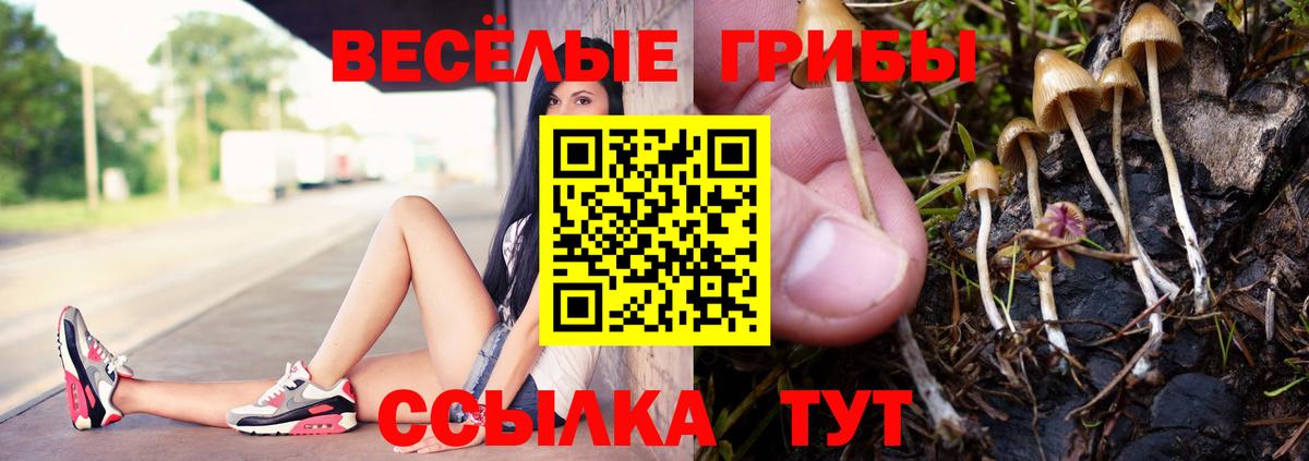 Галлюциногенные грибы Psilocybe Вязьма